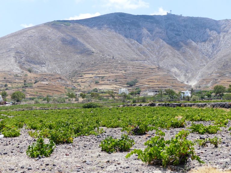 Vignobles de Santorin & dégustations de vins