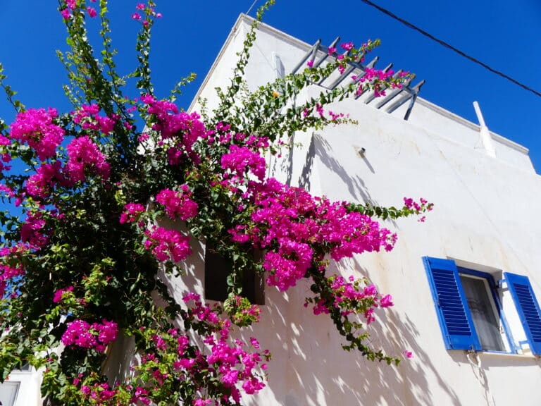 Villa bougainvilliers Kamari Santorin