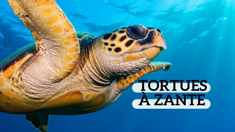 Ou voir des tortues a Zakynthos