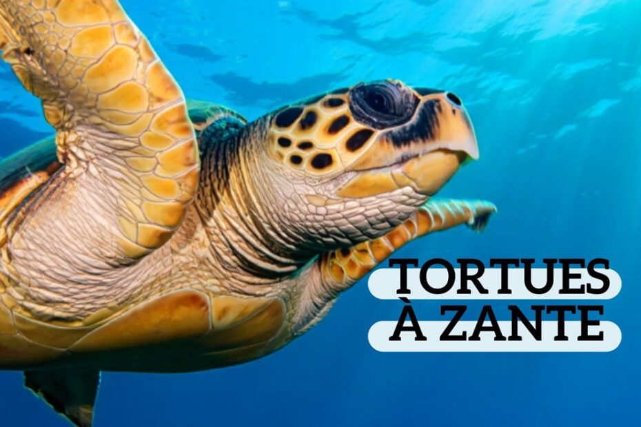 Ou voir des tortues a Zakynthos