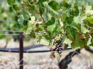 book wine tour santorini 2 book wine tour santorini 2