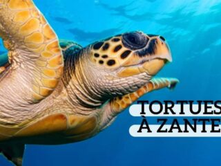 croisiere tortues zakynthos