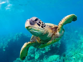 excursion tortues zante