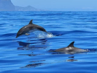 observation dauphins observation dauphins