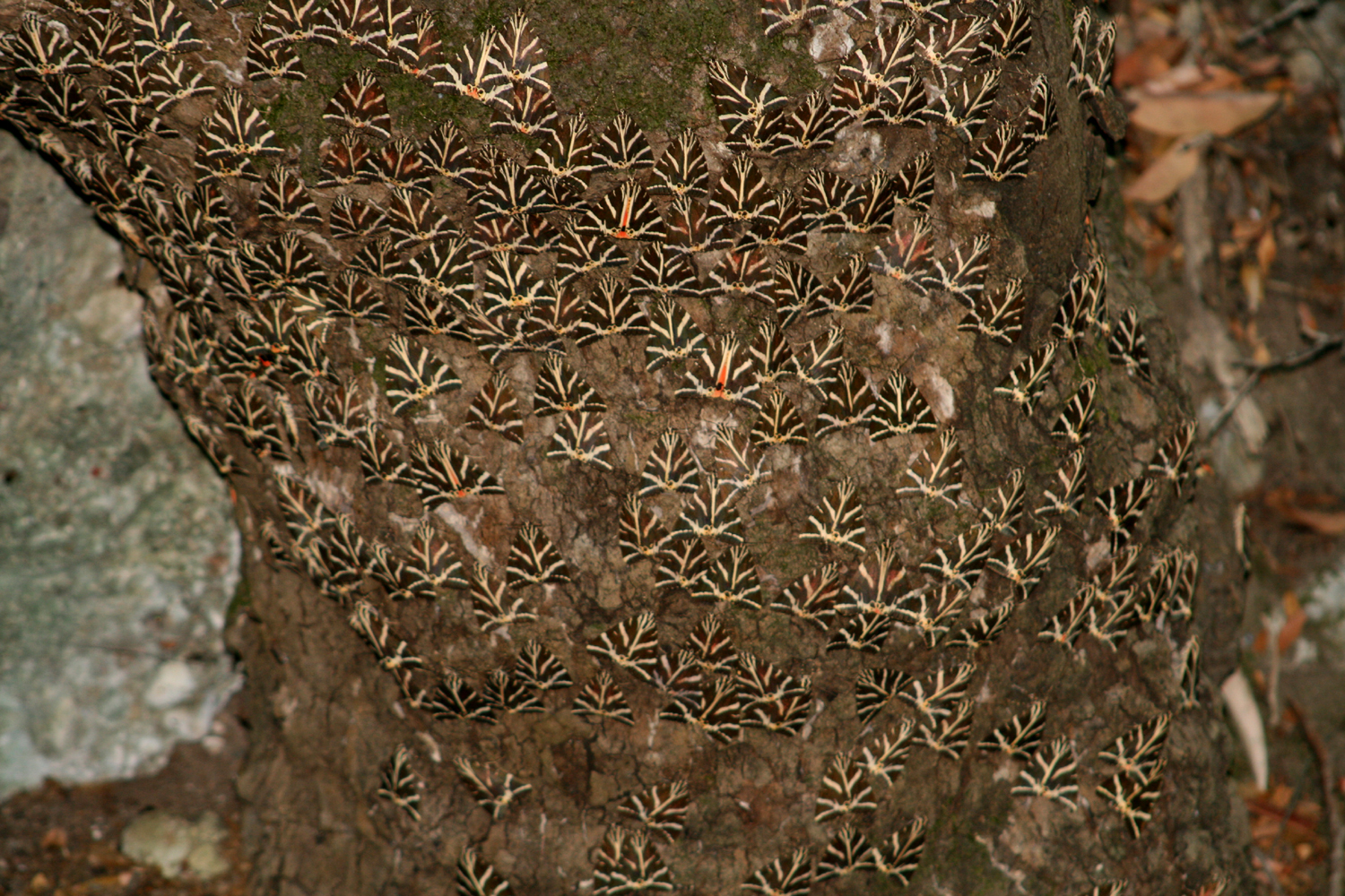 Papillon Panaxia quadripunctaria dans la Vallée des Papillons Rhodes