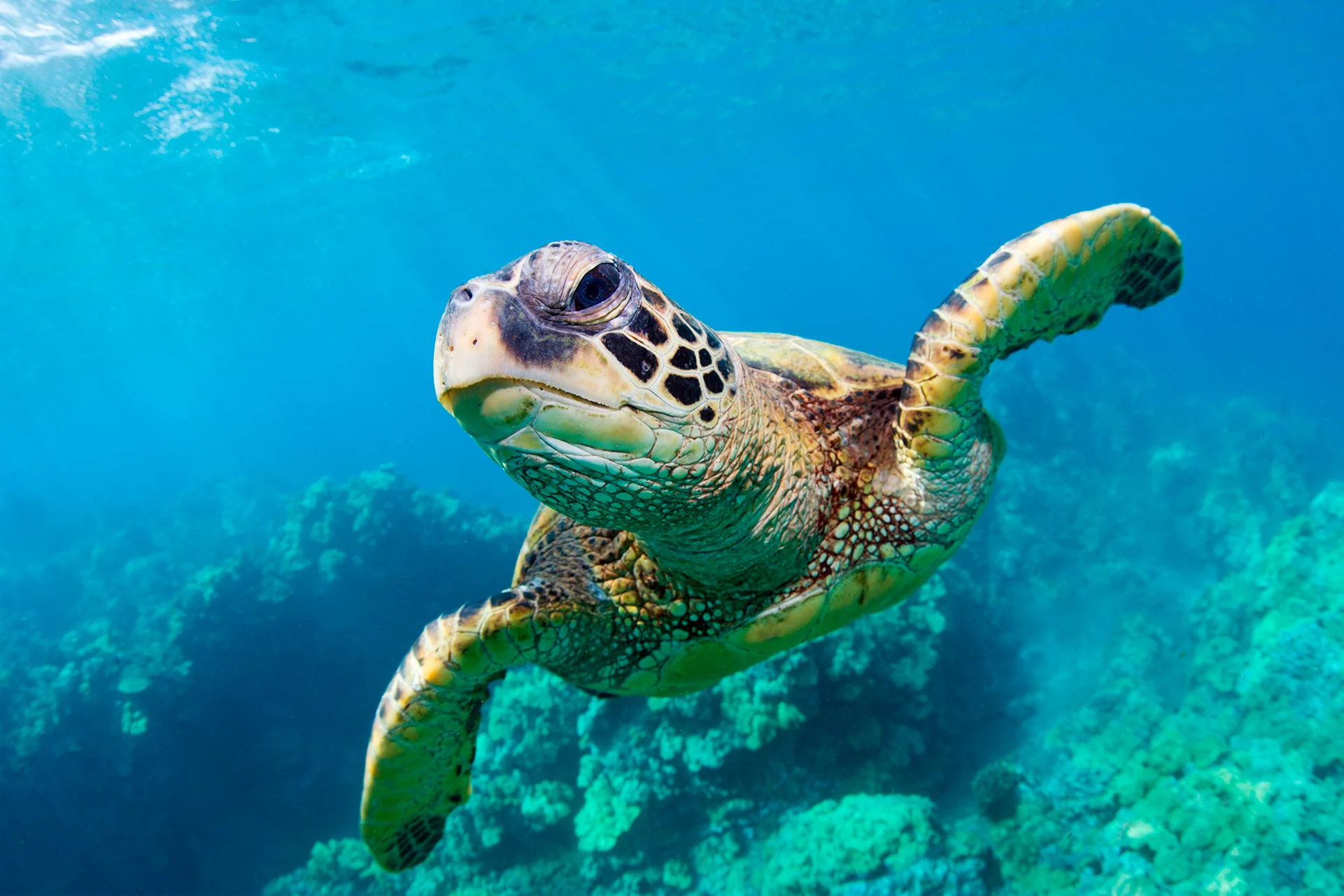 Tortues Caretta caretta Zakynthos Zante
