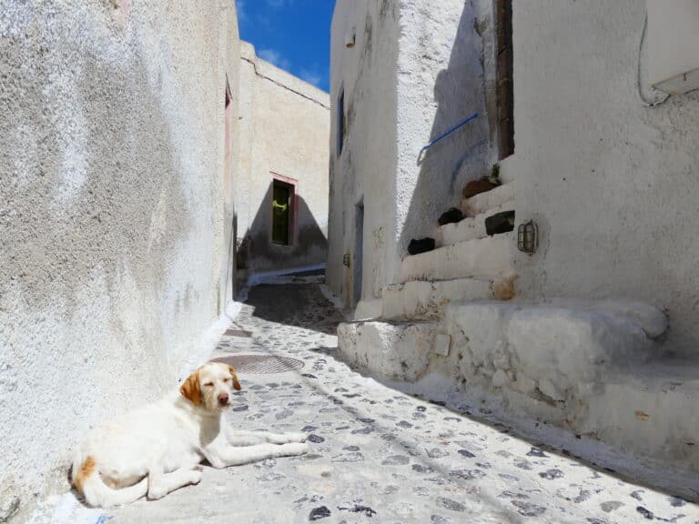 Murs blancs et bougainvilliers à Pyrgos